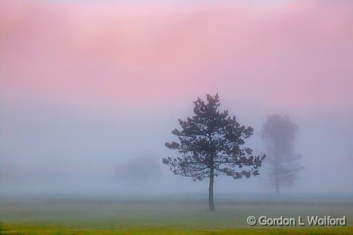 Trees In Sunrise Fog_17235.jpg - Photographed at Smiths Falls, Ontario, Canada.